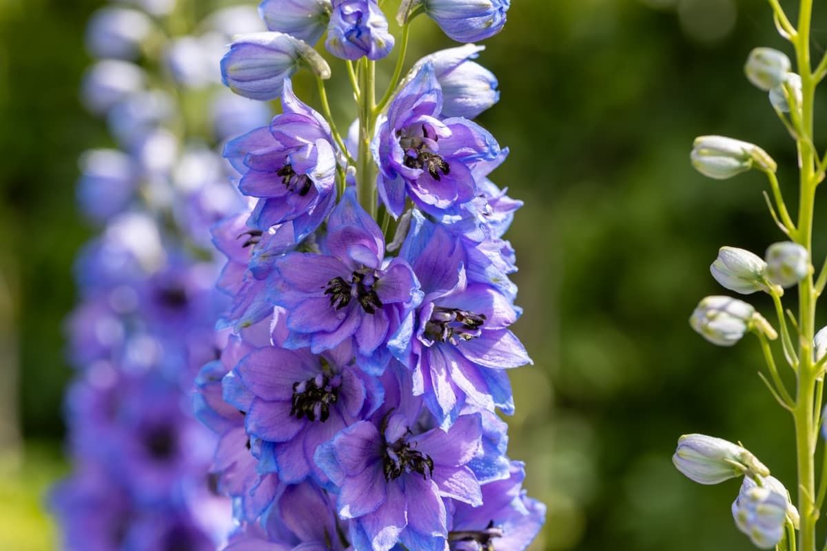 Delphinium
