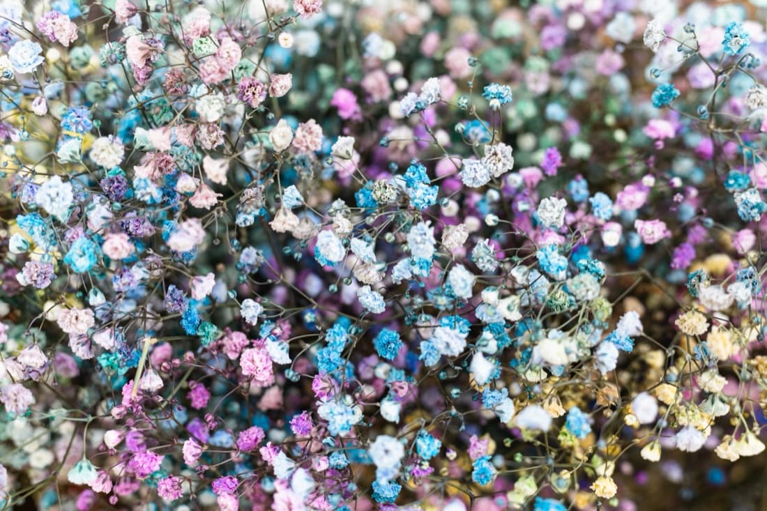 Gypsophila de colores