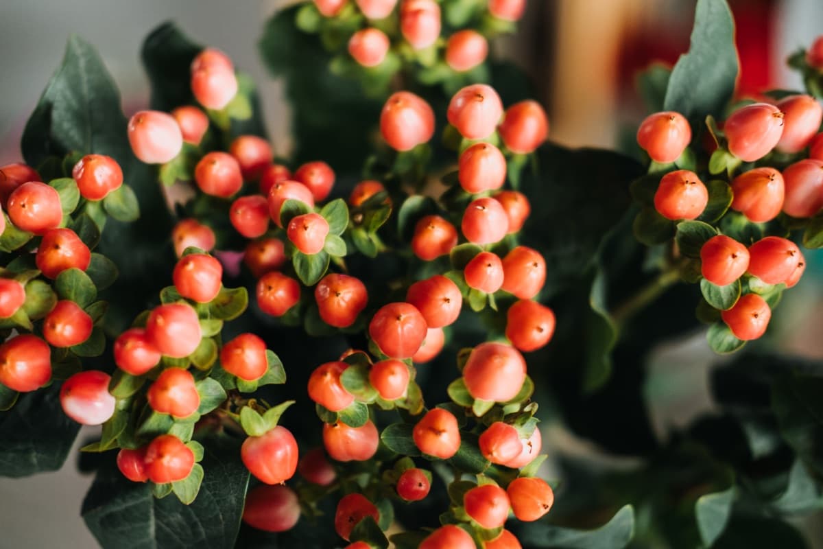 Hypericum