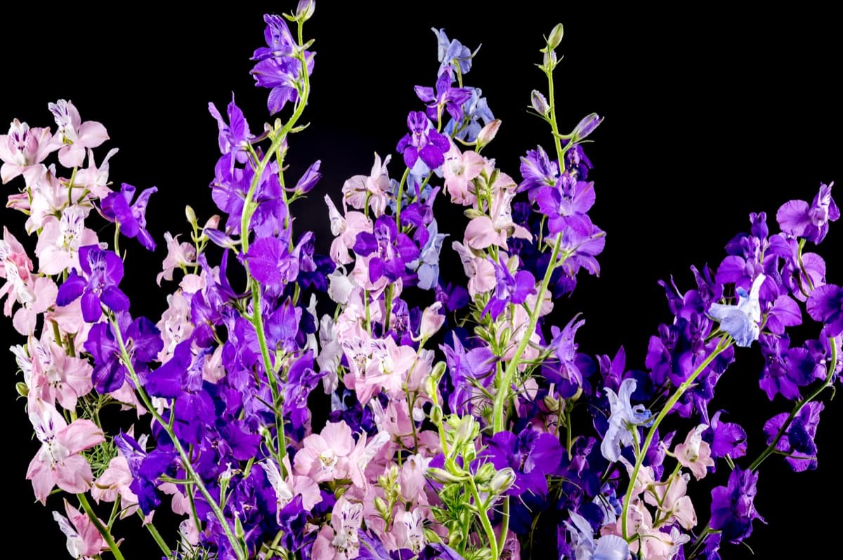 Larkspur