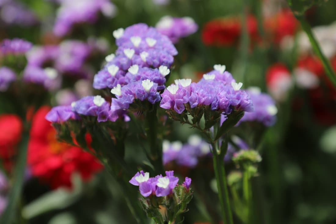 Limonium