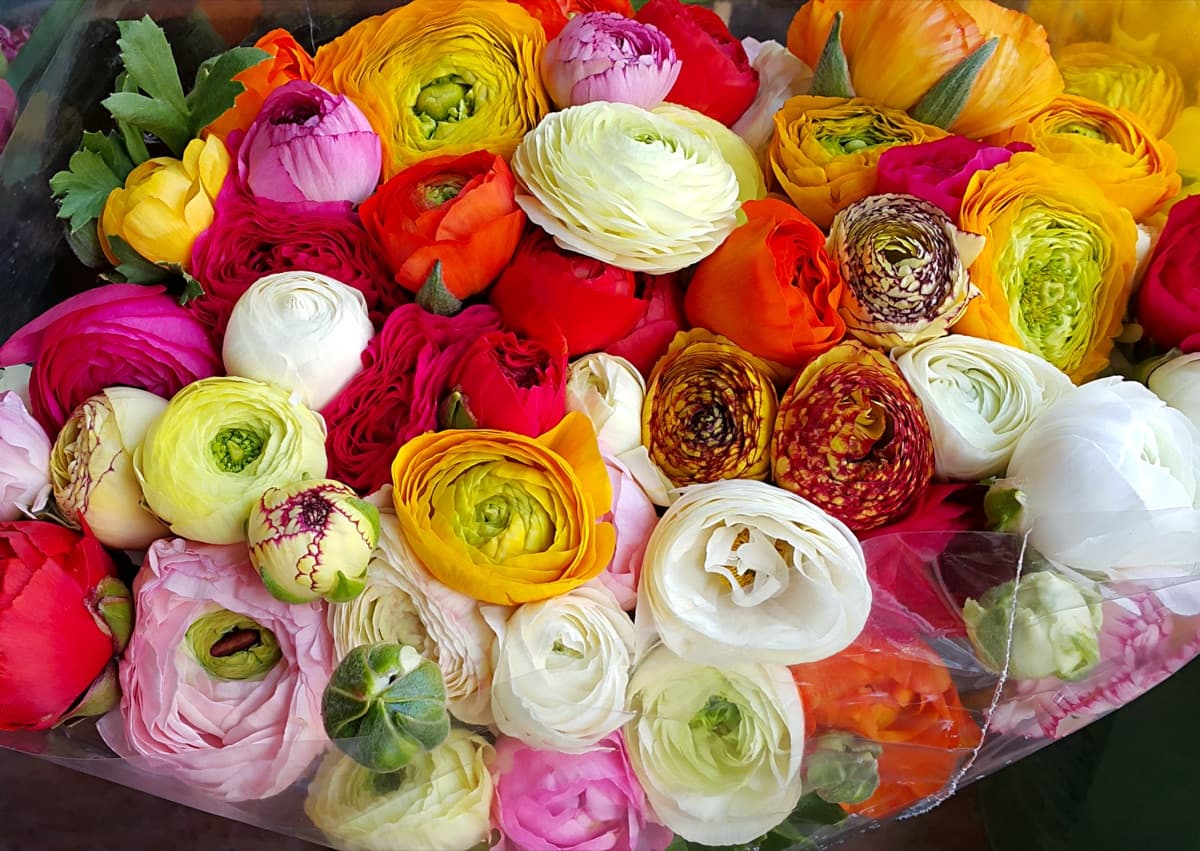 Ranunculus