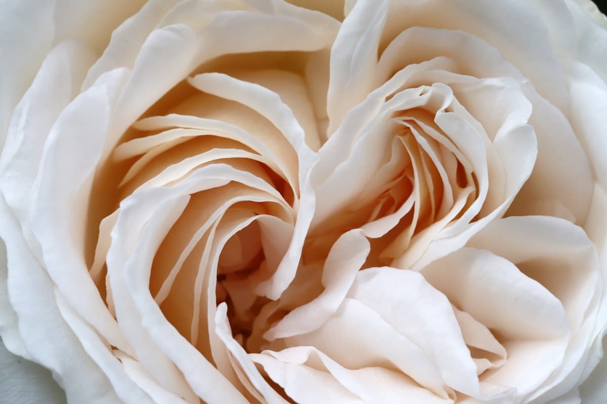 Rosa Garden