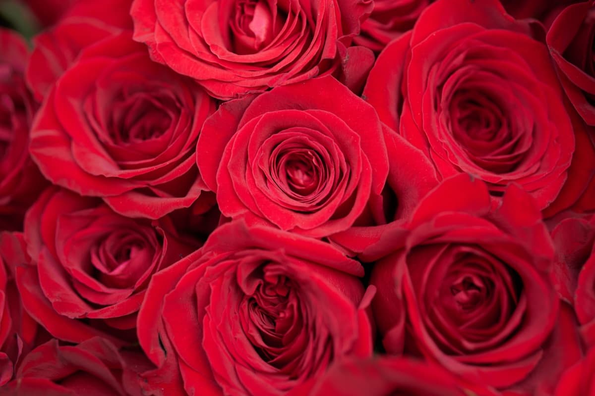 Rosa